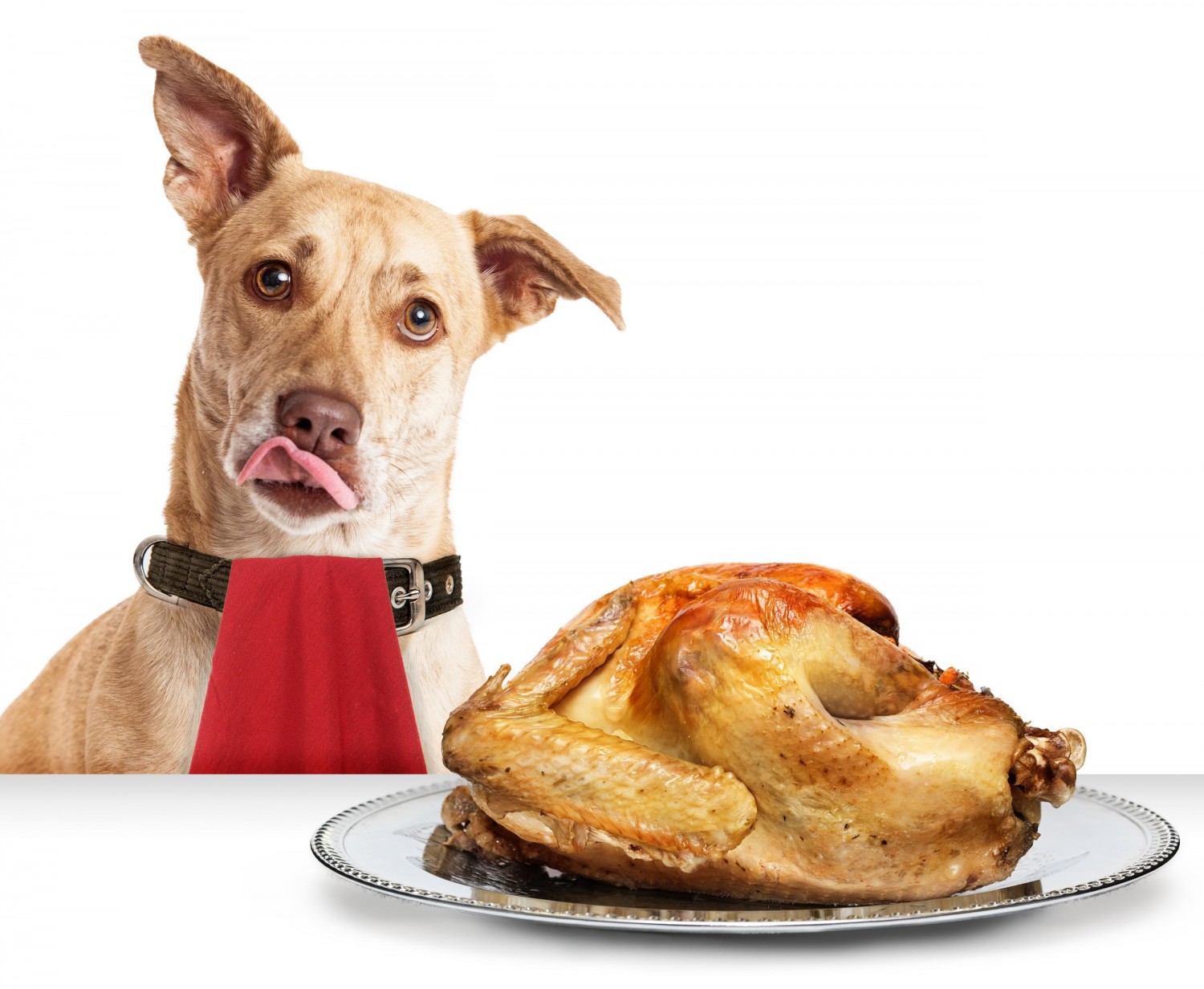 Dog with cooked Chicken