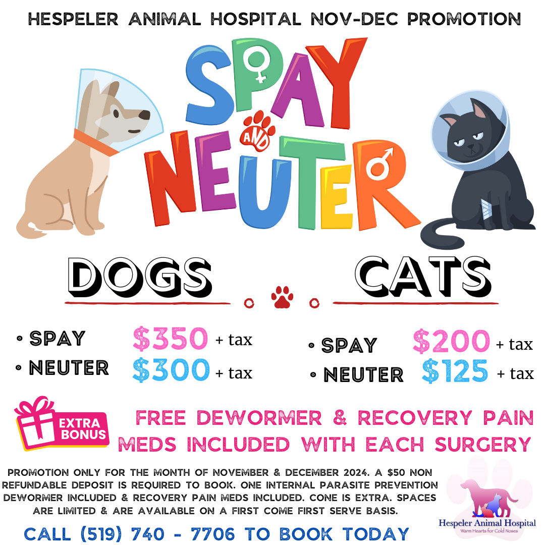 HESPELER ANIMAL HOSPITAL NOV-DEC PROMOTION | SPAY & NEUTER