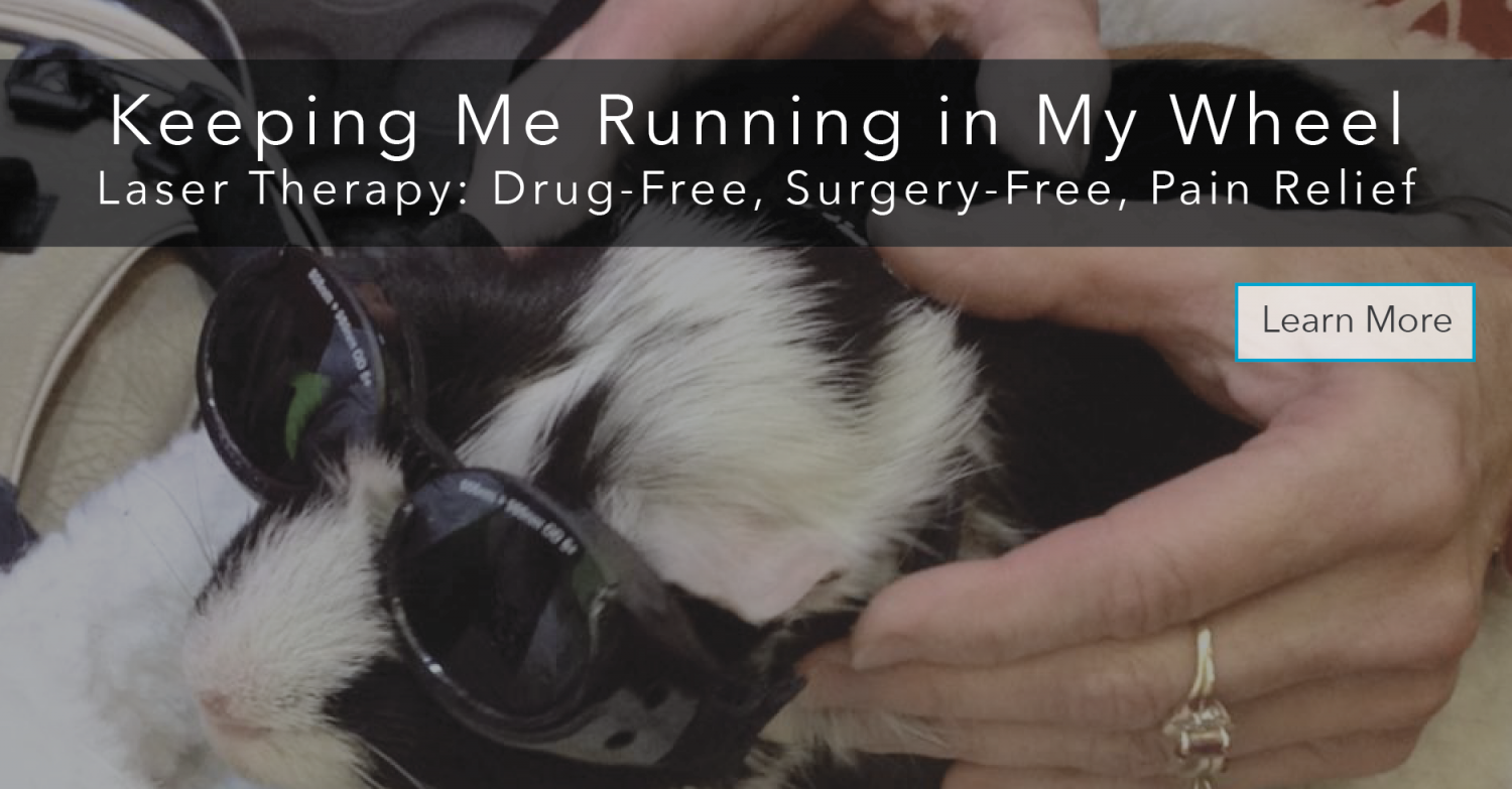 Keeping Me Running in MY Wheel. Laser Therapy: Drug-Free, Surgery-Free, Pain Relief